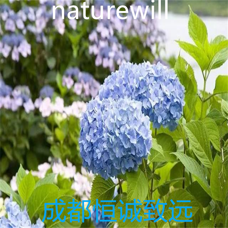 蒲公英萜醇  純度大于98%  對照品  三大圖譜  科研專用
