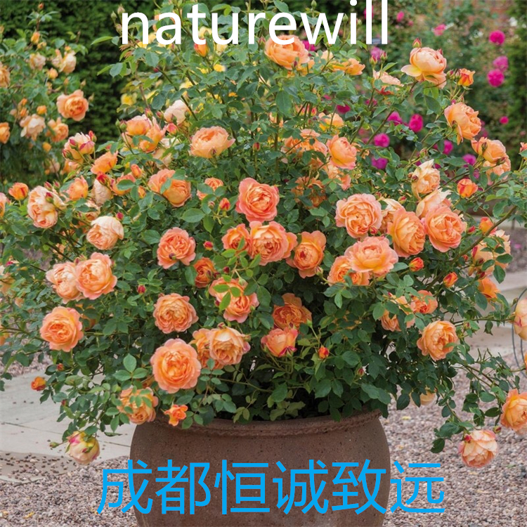 1367351-41-4    對(duì)照品標(biāo)準(zhǔn)品  科研專(zhuān)用 圖譜全 純度高