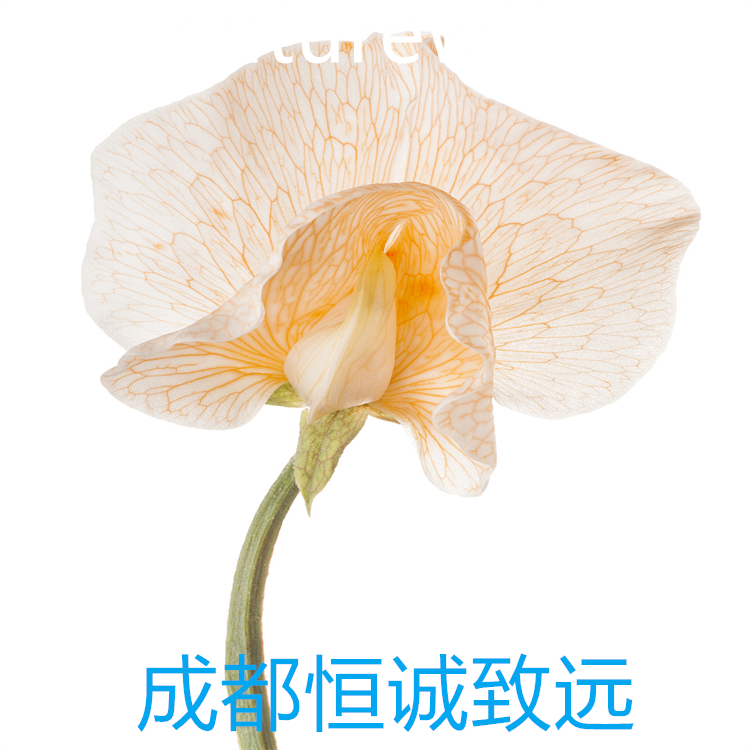 2-羥基胡椒酚  1126-61-0   標(biāo)準(zhǔn)品 對(duì)照品 圖譜全 科研專用