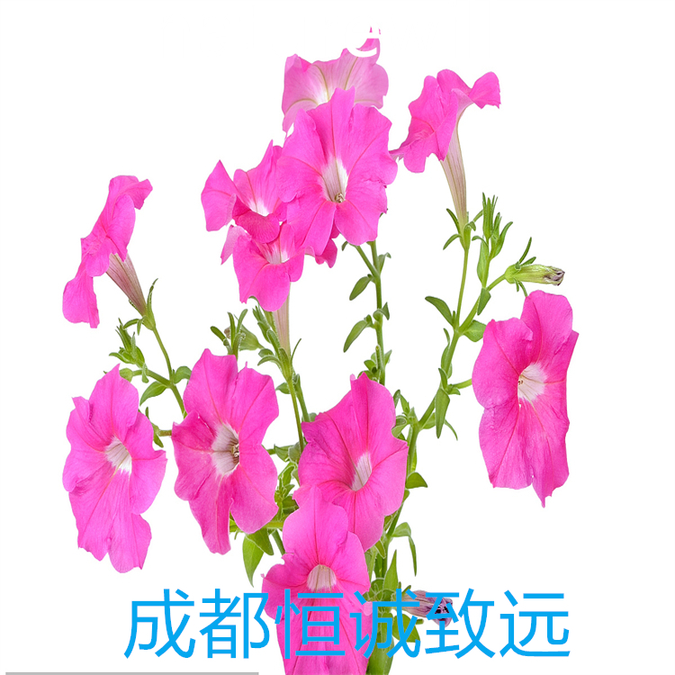 麥冬皂苷D' 65604-80-0 對照品標(biāo)準(zhǔn)品 98% 圖譜全
