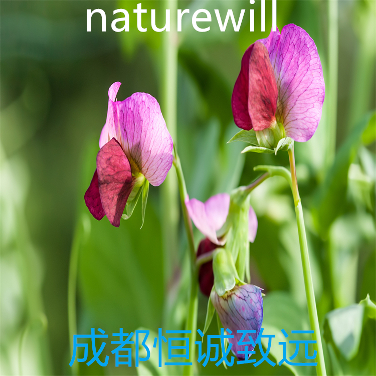 麥冬二氫高異黃酮 H  1427086-65-4   圖譜全  高純98% 標(biāo)準(zhǔn)品