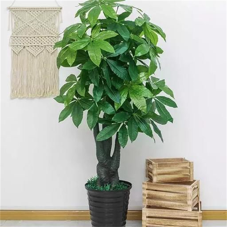 麥冬黃烷酮C  477336-75-7   標(biāo)準(zhǔn)品 對照品 圖譜全 科研專用
