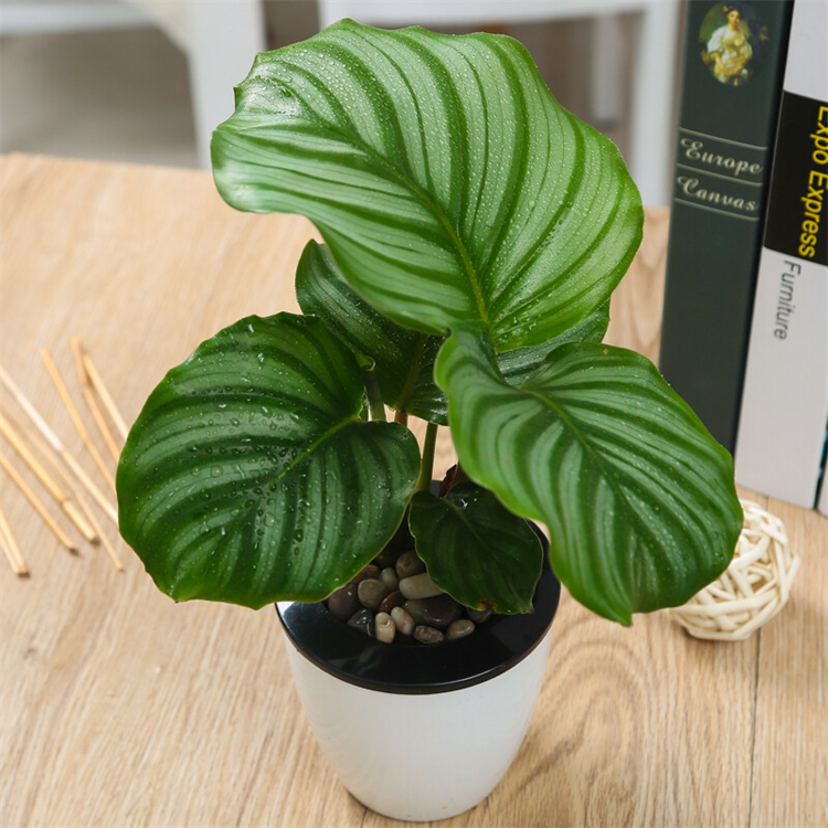 11-去氧羅漢果苷V  實(shí)驗(yàn)室科研專用 純度高 三大圖譜  對照品