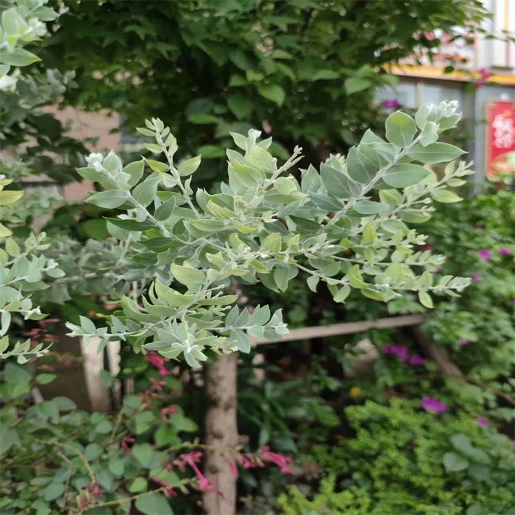 20(21)-脫氫赤芝酸A 852936-69-7  對(duì)照品標(biāo)準(zhǔn)品 98% 圖譜全