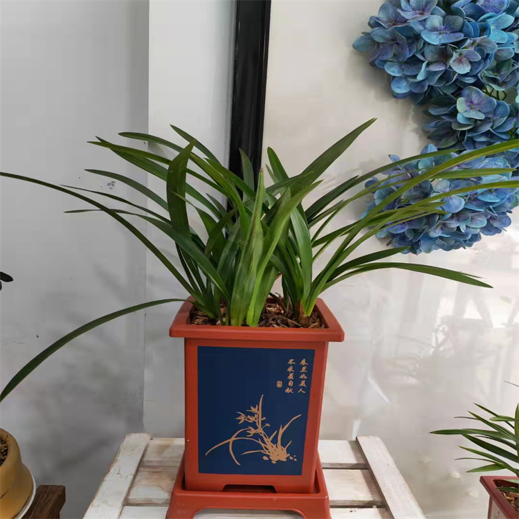 靈芝醇 A  104700-97-2 對(duì)照品標(biāo)準(zhǔn)品 純度高 圖譜全 科研用品