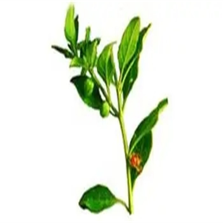 N-甲基荷葉堿  754919-24-9  科研實(shí)驗(yàn)專用 中檢院 圖譜全 對(duì)照品