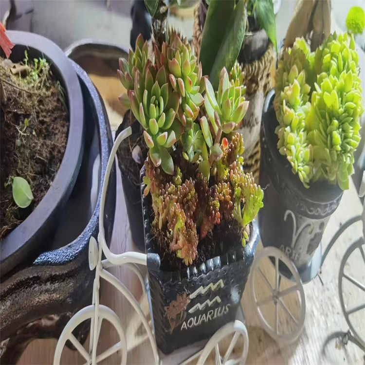 松脂素-4-O-葡萄糖苷  對(duì)照品 圖譜全 實(shí)驗(yàn)室科研專用 純度高