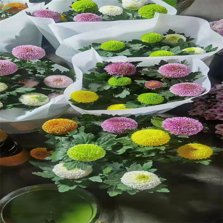 赤芝酸F 98665-18-0  中藥對照品 標(biāo)準(zhǔn)品 純度98%