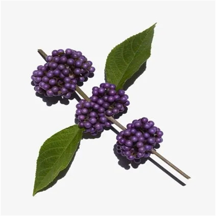 6-羥基香豆素 6093-68-1 中藥對(duì)照品 標(biāo)準(zhǔn)品 HPLC≥98%