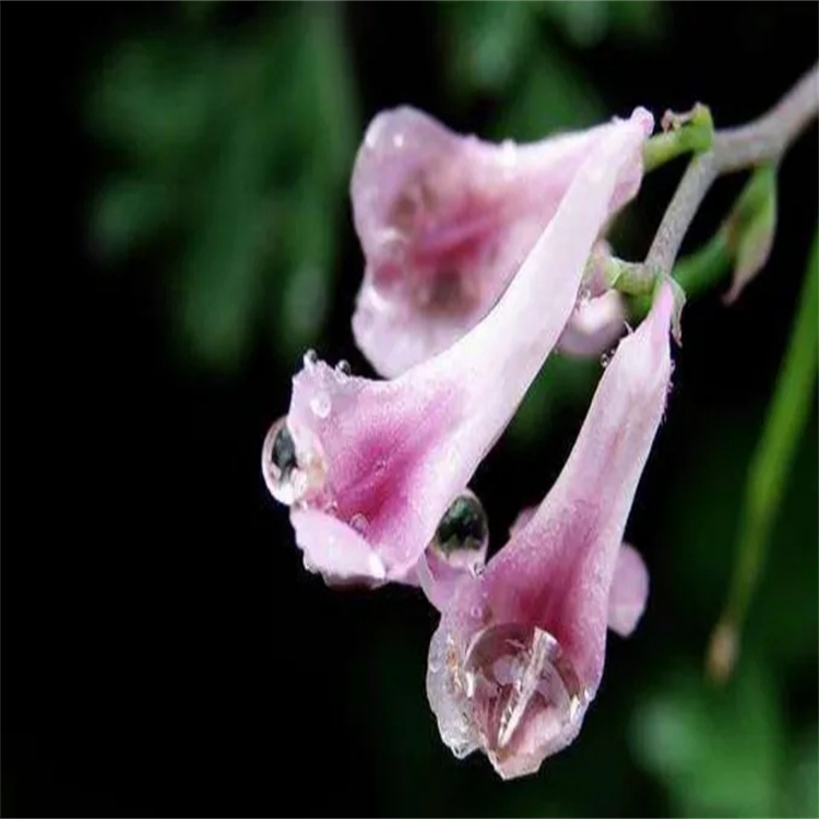 二氫醉椒素  587-63-3  對(duì)照品標(biāo)準(zhǔn)品 純度98% 圖譜全