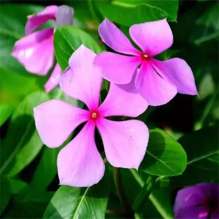 Styraxlignolide F  自制對(duì)照品 中檢院 純度高 科研專用