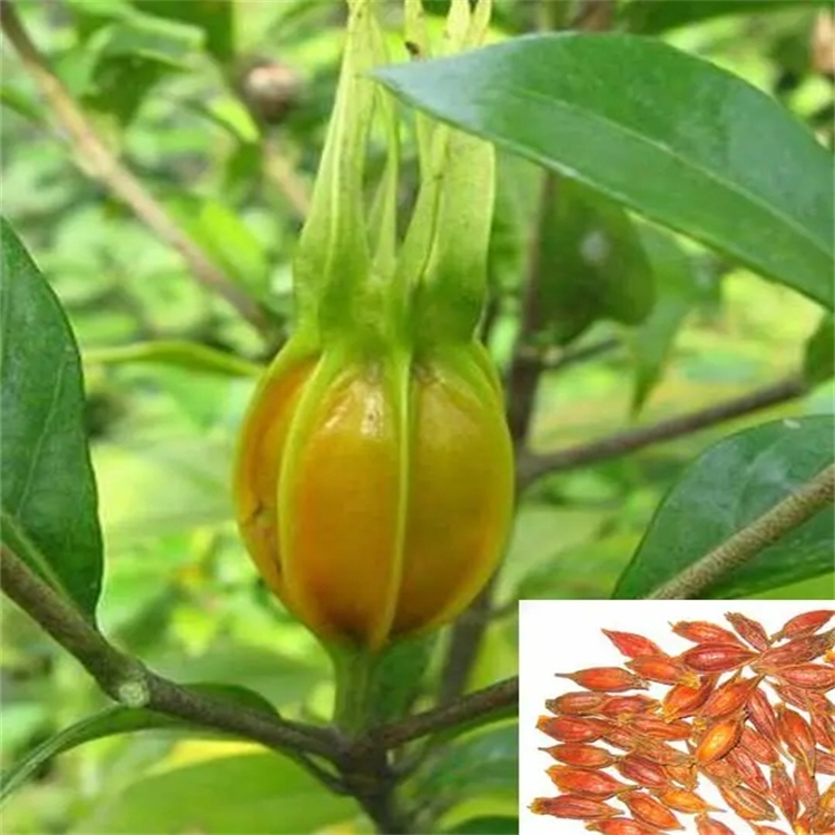 白花前胡素A  自制對(duì)照品 三大圖譜 純度高 科研專用