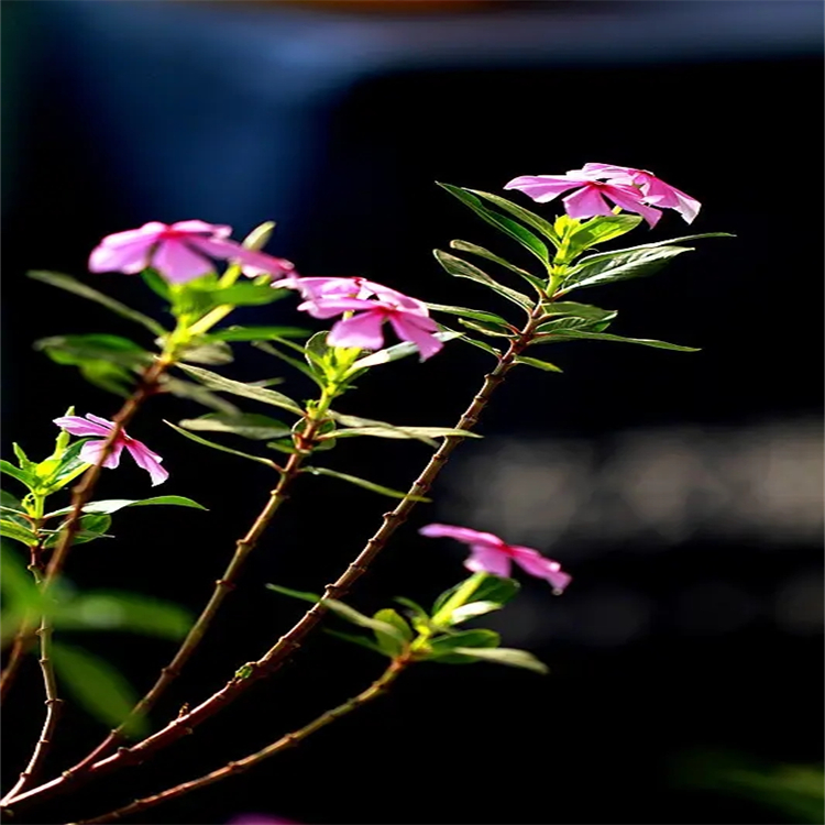 韌黃芩素I 對(duì)照品標(biāo)準(zhǔn)品 高純度 三大圖譜 科研專用
