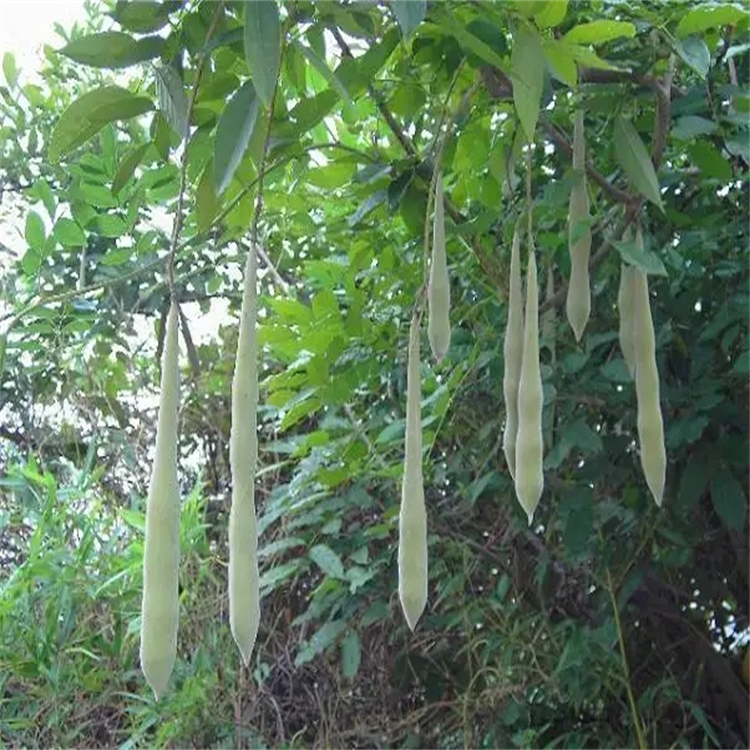 京尼平 對(duì)照品標(biāo)準(zhǔn)品 高純度 三大圖譜 科研專用
