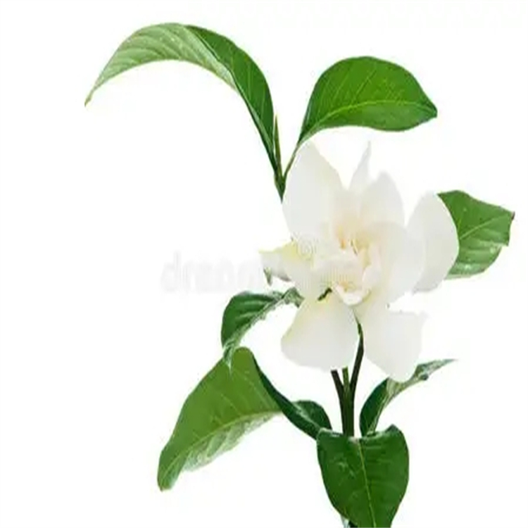 23943-93-3  對(duì)照品標(biāo)準(zhǔn)品 純度高 圖譜全 科研用品
