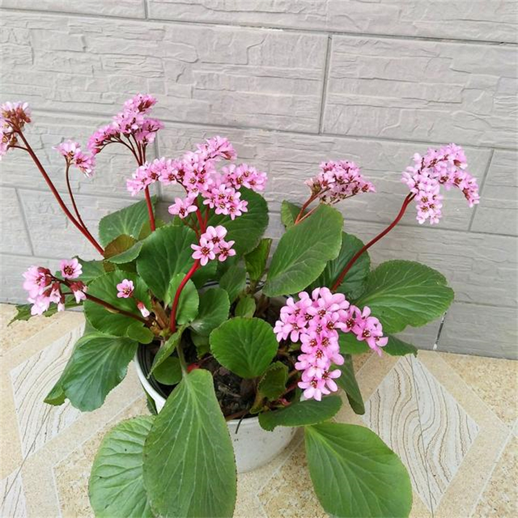 雄烯二酮 63-05-8 中藥對(duì)照品標(biāo)準(zhǔn)品 純度98% 科研專(zhuān)用