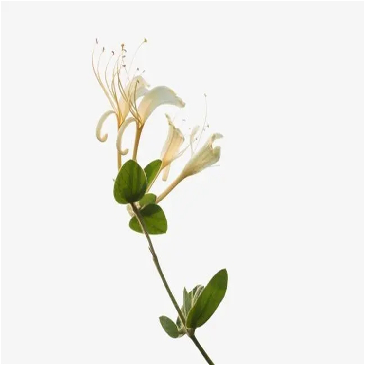 黃芩素  491-67-8   科研實(shí)驗(yàn)專用 高純98% 自制對照品