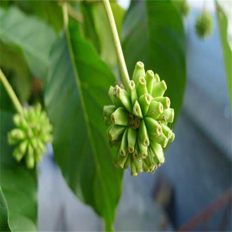 7-表紫杉醇  105454-04-4 科研實(shí)驗(yàn)專用 圖譜全 純度高 對照品