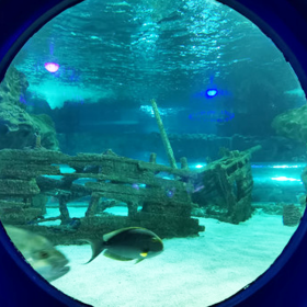 戲浪廠家直銷大型亞克力海洋館工程 有機(jī)玻璃觀賞水族箱魚(yú)缸