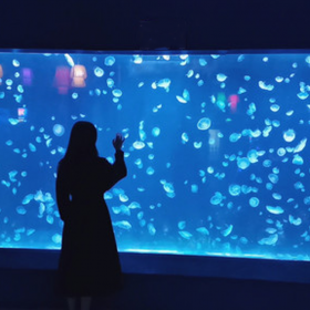 重慶海洋館工程 免費(fèi)設(shè)計(jì)  海洋館施工 亞克力大魚(yú)定做
