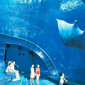 戲浪海洋館設(shè)計(jì)施工水族工程 海洋館魚缸 大型亞克力有機(jī)玻璃魚缸造景