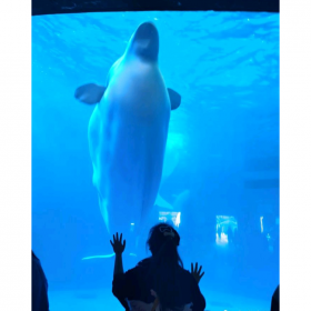 戲浪定做大型魚(yú)缸水族工程 海洋館造景 亞克力板材生產(chǎn)廠家維生系統(tǒng)維護(hù)