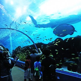 專業(yè)水族館魚(yú)缸圖紙?jiān)O(shè)計(jì) 定制大型海洋館亞克力魚(yú)缸工程
