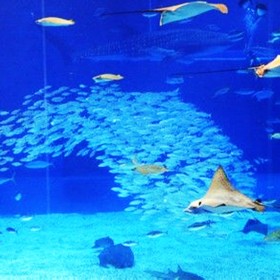 戲浪海洋館凈水臭氧發(fā)生器設(shè)計水族過濾設(shè)備廠家直銷海洋館專用