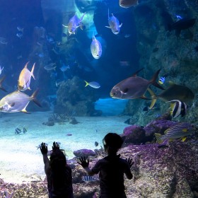 四川戲浪海洋館設計 大型亞克力魚缸定做公司 水族館施工建造 海洋館水產(chǎn)養(yǎng)殖過濾設備系統(tǒng)