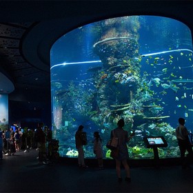 成都戲浪亞克力魚(yú)缸定做廠家 大型水族箱制作工藝 廠家批發(fā)價(jià)格