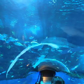 四川戲浪海洋館工程施工公司 水族館設(shè)計 修建