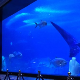 四川海洋景觀工程 亞克力海水大魚(yú)缸定做 海洋館設(shè)計(jì)
