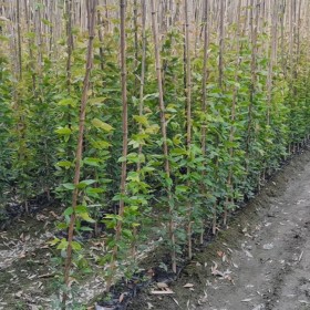 常綠油麻藤 護(hù)林護(hù)坡 不落葉爬藤爬墻植物 牛馬藤-鑫啟誠(chéng)