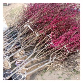 10-15公分青葉紅葉碧桃樹齡2年 適應性強綠化苗現(xiàn)挖現(xiàn)賣
