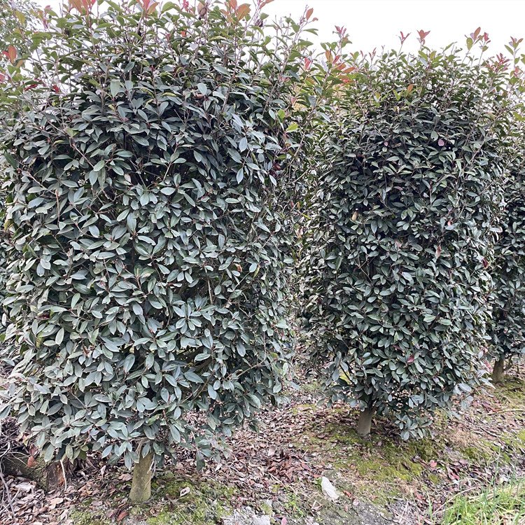 紅葉石楠柱基地現(xiàn)挖 綠籬色塊護(hù)坡園林綠化苗 鑫啟誠(chéng)苗木