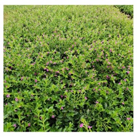 滿天星 盆栽 室內陽臺庭院好養(yǎng)花卉植物四季開花綠化苗木