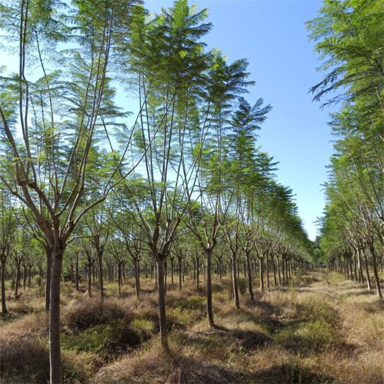 藍花楹 市政道路城市園林景觀綠化 基地苗木批發(fā)