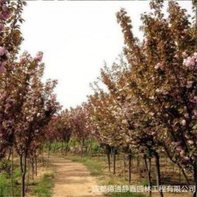 櫻花樹苗 基地批發(fā)櫻花樹苗 風(fēng)景庭院街道綠化工程樹櫻花樹質(zhì)優(yōu)價(jià)廉櫻花