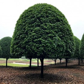 四川桂花苗批發(fā) 綠化樹苗批發(fā)市場(chǎng)