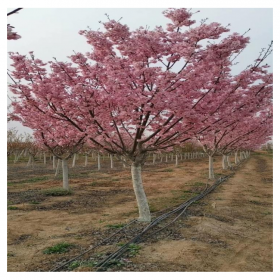 成都櫻花樹(shù)批發(fā) 基地直銷(xiāo)櫻花樹(shù) 櫻花樹(shù)苗批發(fā)