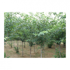 成都櫻花苗批發(fā)基地 日本晚櫻苗批發(fā) 公園綠化櫻花樹(shù)苗