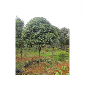四川桂花苗批發(fā)基地 桂花樹(shù)苗價(jià)格 花苗批發(fā)