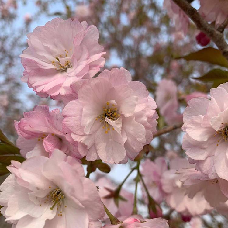 6公分櫻花樹 粉色花系 花期6月 景區(qū)公園風(fēng)景樹