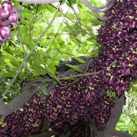 桂花掉葉子是怎么回事？