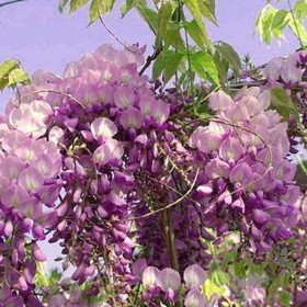 桂花掉葉子是怎么回事？