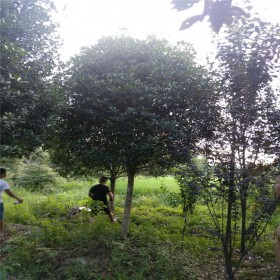 全國(guó)桂花樹苗批發(fā) 綠化工程苗供應(yīng) 景觀桂花樹苗