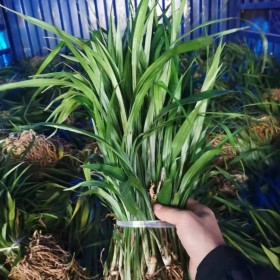 桂花掉葉子是怎么回事？