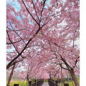桂花掉葉子是怎么回事？
