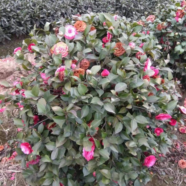 桂花掉葉子是怎么回事？