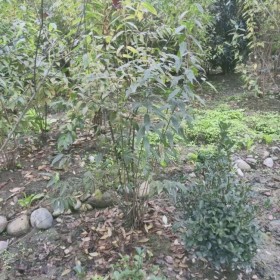 桂花掉葉子是怎么回事？